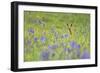 Male Roe Deer (Capreolus Capreolus) in Flower Meadow with Siberian Irises (Iris Sibirica) Slovakia-Wothe-Framed Photographic Print