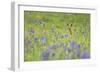 Male Roe Deer (Capreolus Capreolus) in Flower Meadow with Siberian Irises (Iris Sibirica) Slovakia-Wothe-Framed Photographic Print