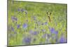 Male Roe Deer (Capreolus Capreolus) in Flower Meadow with Siberian Irises (Iris Sibirica) Slovakia-Wothe-Mounted Photographic Print