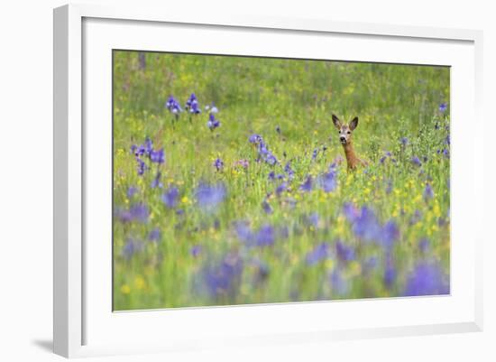 Male Roe Deer (Capreolus Capreolus) in Flower Meadow with Siberian Irises (Iris Sibirica) Slovakia-Wothe-Framed Photographic Print