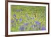 Male Roe Deer (Capreolus Capreolus) in Flower Meadow with Siberian Irises (Iris Sibirica) Slovakia-Wothe-Framed Photographic Print