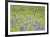 Male Roe Deer (Capreolus Capreolus) in Flower Meadow with Siberian Irises (Iris Sibirica) Slovakia-Wothe-Framed Photographic Print