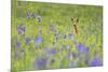 Male Roe Deer (Capreolus Capreolus) in Flower Meadow with Siberian Irises (Iris Sibirica) Slovakia-Wothe-Mounted Photographic Print