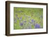 Male Roe Deer (Capreolus Capreolus) in Flower Meadow with Siberian Irises (Iris Sibirica) Slovakia-Wothe-Framed Photographic Print