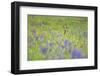 Male Roe Deer (Capreolus Capreolus) in Flower Meadow with Siberian Irises (Iris Sibirica) Slovakia-Wothe-Framed Photographic Print