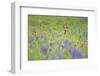 Male Roe Deer (Capreolus Capreolus) in Flower Meadow with Siberian Irises (Iris Sibirica) Slovakia-Wothe-Framed Photographic Print