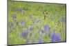 Male Roe Deer (Capreolus Capreolus) in Flower Meadow with Siberian Irises (Iris Sibirica) Slovakia-Wothe-Mounted Photographic Print