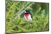 Male rose-breasted Grosbeak (Pheucticus ludovicianus) in spruce tree. Marion County, Illinois.-Richard & Susan Day-Mounted Photographic Print