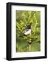 Male rose-breasted Grosbeak (Pheucticus ludovicianus) in spruce tree. Marion County, Illinois.-Richard & Susan Day-Framed Photographic Print