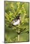 Male rose-breasted Grosbeak (Pheucticus ludovicianus) in spruce tree. Marion County, Illinois.-Richard & Susan Day-Mounted Photographic Print