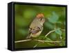 Male Ruby-Crowned Kinglet-Adam Jones-Framed Stretched Canvas