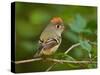 Male Ruby-Crowned Kinglet-Adam Jones-Stretched Canvas