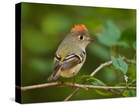 Male Ruby-Crowned Kinglet-Adam Jones-Stretched Canvas