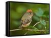 Male Ruby-Crowned Kinglet-Adam Jones-Framed Stretched Canvas