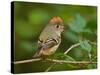 Male Ruby-Crowned Kinglet-Adam Jones-Stretched Canvas