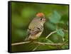 Male Ruby-Crowned Kinglet-Adam Jones-Framed Stretched Canvas