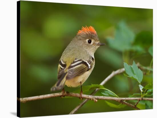 Male Ruby-Crowned Kinglet-Adam Jones-Stretched Canvas