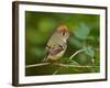 Male Ruby-Crowned Kinglet-Adam Jones-Framed Photographic Print