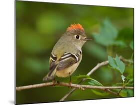 Male Ruby-Crowned Kinglet-Adam Jones-Mounted Photographic Print