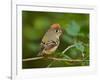 Male Ruby-Crowned Kinglet-Adam Jones-Framed Photographic Print