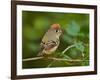 Male Ruby-Crowned Kinglet-Adam Jones-Framed Photographic Print