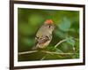 Male Ruby-Crowned Kinglet-Adam Jones-Framed Photographic Print