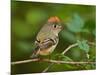 Male Ruby-Crowned Kinglet-Adam Jones-Mounted Photographic Print