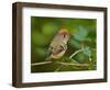 Male Ruby-Crowned Kinglet-Adam Jones-Framed Photographic Print