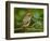 Male Ruby-Crowned Kinglet-Adam Jones-Framed Photographic Print