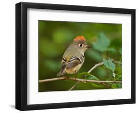 Male Ruby-Crowned Kinglet-Adam Jones-Framed Photographic Print