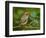 Male Ruby-Crowned Kinglet-Adam Jones-Framed Photographic Print