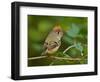 Male Ruby-Crowned Kinglet-Adam Jones-Framed Photographic Print