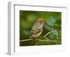 Male Ruby-Crowned Kinglet-Adam Jones-Framed Photographic Print