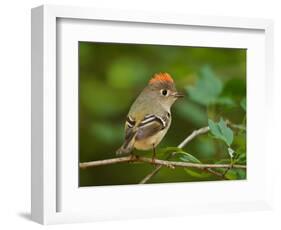 Male Ruby-Crowned Kinglet-Adam Jones-Framed Photographic Print