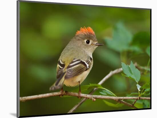 Male Ruby-Crowned Kinglet-Adam Jones-Mounted Photographic Print