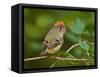 Male Ruby-Crowned Kinglet-Adam Jones-Framed Stretched Canvas