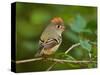 Male Ruby-Crowned Kinglet-Adam Jones-Stretched Canvas
