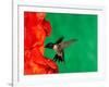 Male Ruby-Throated Hummingbird Feeding on Gladiolus Flowers-Adam Jones-Framed Photographic Print