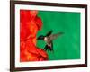 Male Ruby-Throated Hummingbird Feeding on Gladiolus Flowers-Adam Jones-Framed Photographic Print