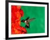 Male Ruby-Throated Hummingbird Feeding on Gladiolus Flowers-Adam Jones-Framed Photographic Print