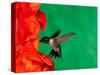 Male Ruby-Throated Hummingbird Feeding on Gladiolus Flowers-Adam Jones-Stretched Canvas