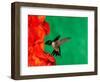 Male Ruby-Throated Hummingbird Feeding on Gladiolus Flowers-Adam Jones-Framed Photographic Print