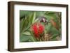 Male ruby-throated hummingbird flying feeding on bottlebrush flowers, South Padre Island, Texas-Adam Jones-Framed Photographic Print