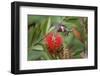 Male ruby-throated hummingbird flying feeding on bottlebrush flowers, South Padre Island, Texas-Adam Jones-Framed Photographic Print