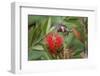 Male ruby-throated hummingbird flying feeding on bottlebrush flowers, South Padre Island, Texas-Adam Jones-Framed Photographic Print