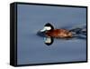 Male Ruddy Duck (Oxyura Jamaicensis) Swimming, Sweetwater Wetlands, Tucson, Arizona, USA-James Hager-Framed Stretched Canvas