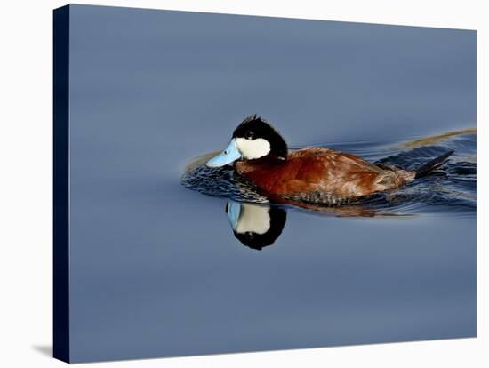 Male Ruddy Duck (Oxyura Jamaicensis) Swimming, Sweetwater Wetlands, Tucson, Arizona, USA-James Hager-Stretched Canvas