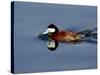 Male Ruddy Duck (Oxyura Jamaicensis) Swimming, Sweetwater Wetlands, Tucson, Arizona, USA-James Hager-Stretched Canvas