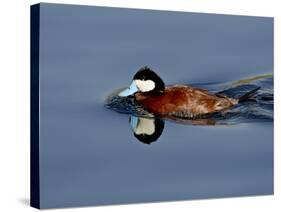 Male Ruddy Duck (Oxyura Jamaicensis) Swimming, Sweetwater Wetlands, Tucson, Arizona, USA-James Hager-Stretched Canvas