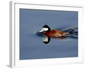 Male Ruddy Duck (Oxyura Jamaicensis) Swimming, Sweetwater Wetlands, Tucson, Arizona, USA-James Hager-Framed Photographic Print